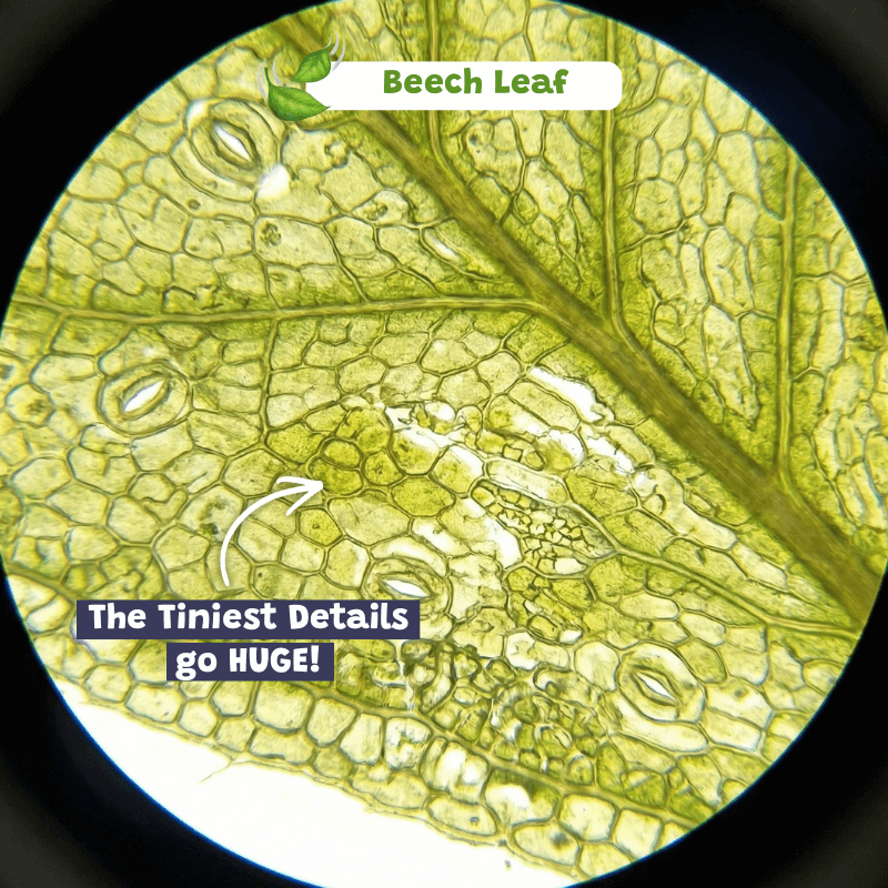 Miniscope™ Kids Microscope